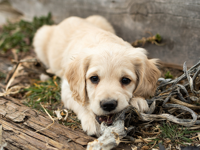 Emmett Mini Goldens Stella Buddy Litter