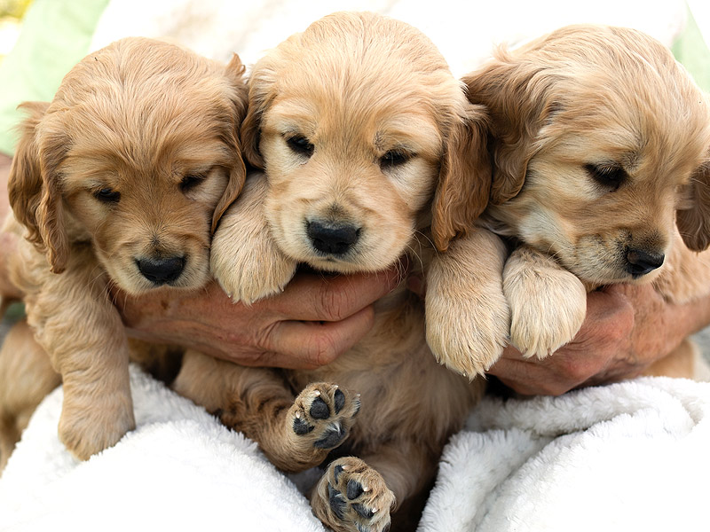 Emmett Mini Goldens Whitey Oakley Litter